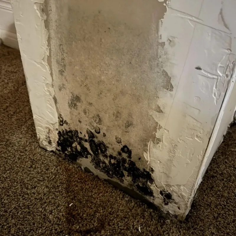 Professional Mold Removal in Bull Shoals, AR